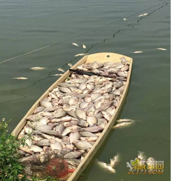 魚(yú)類(lèi)養(yǎng)殖
